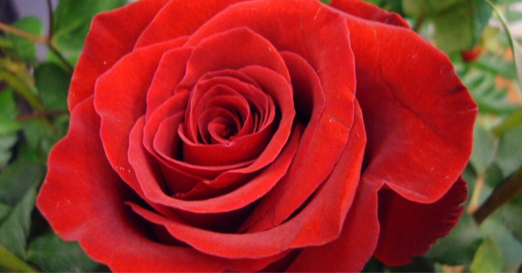 Hoa hồng Tudor - Biểu tượng của Anh Quốc