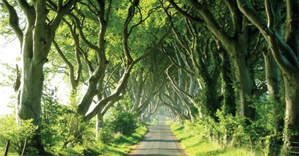 Đường cây ma quái - Kỳ quan của Ireland