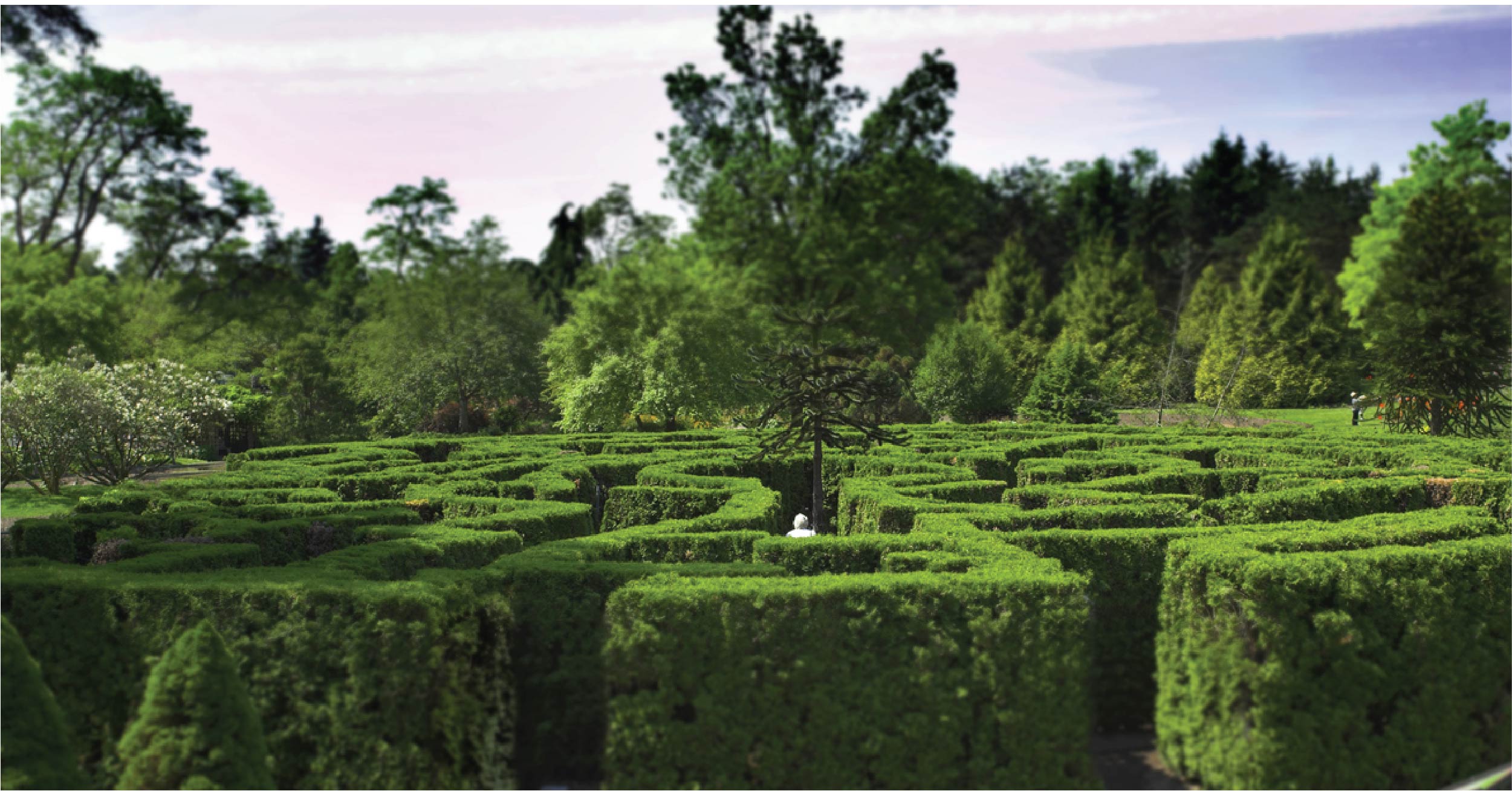 Vườn bách thảo VanDusen Garden’s Elizabethan Hedge Maze